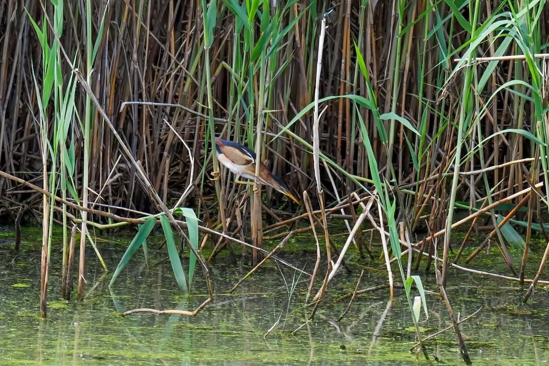 Least Bittern - ML635372584