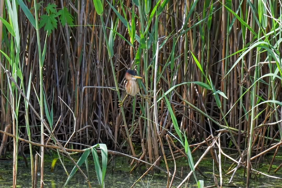 Least Bittern - ML635372588