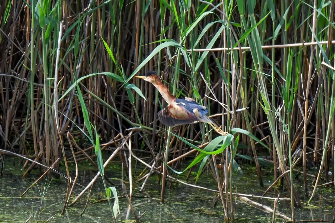 Least Bittern - ML635372593