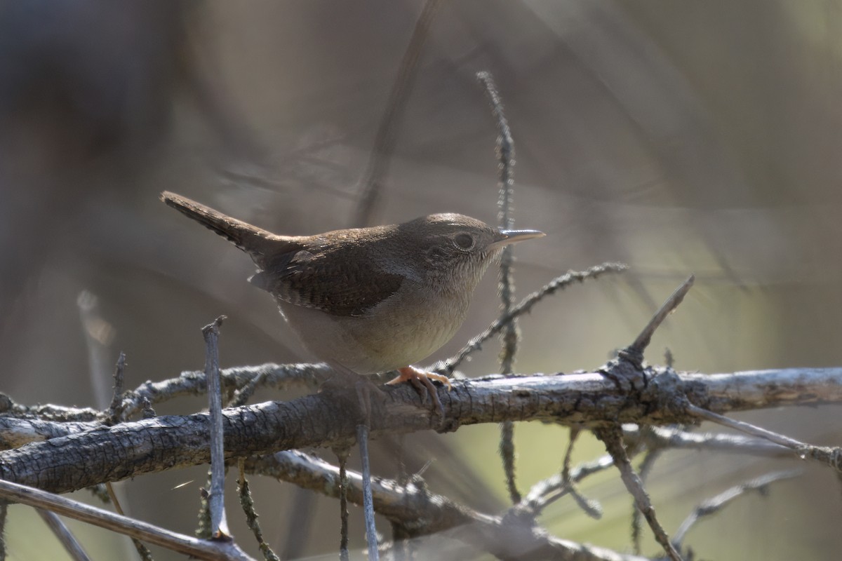 Northern House Wren - ML635372607