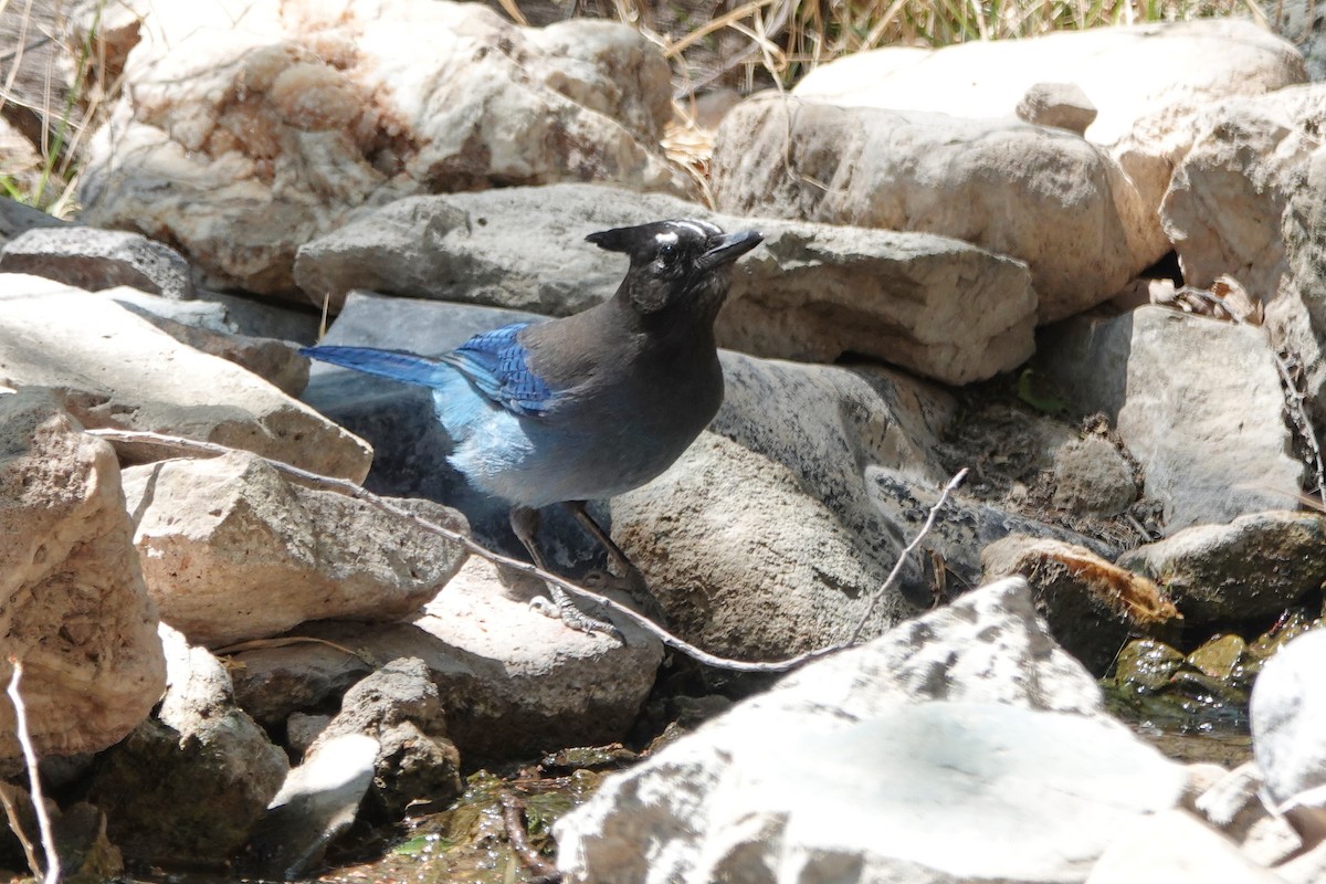 Steller's Jay - ML635372617