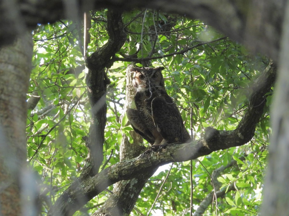 Great Horned Owl - ML635372649