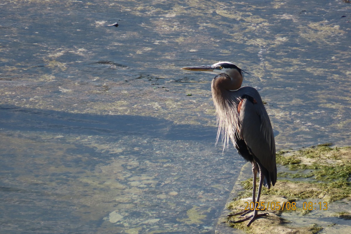 Great Blue Heron - ML635372651