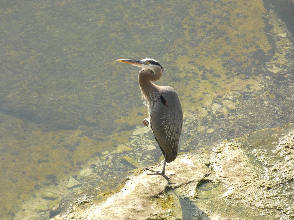 Great Blue Heron - ML635372652