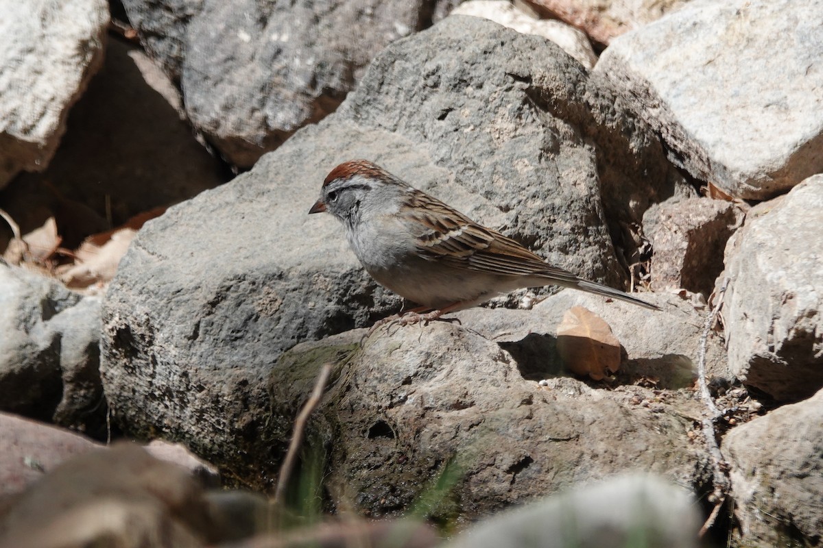 Chipping Sparrow - ML635372655