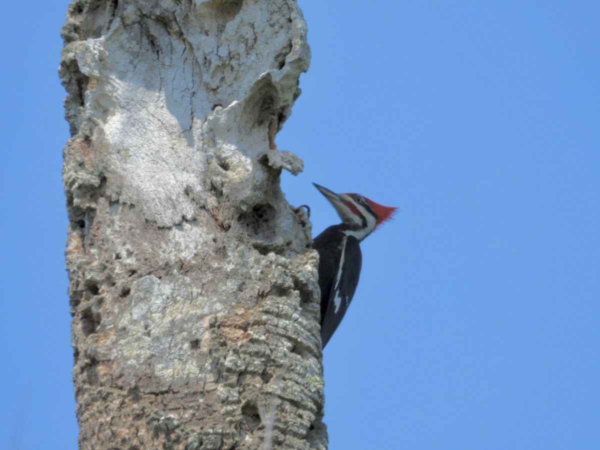 Pileated Woodpecker - ML635372656