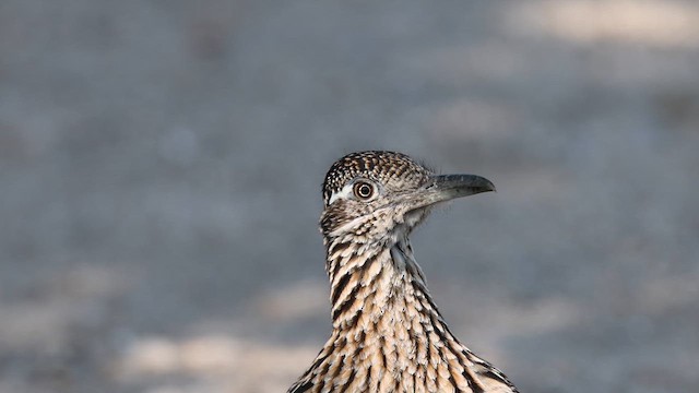 Greater Roadrunner - ML635372663