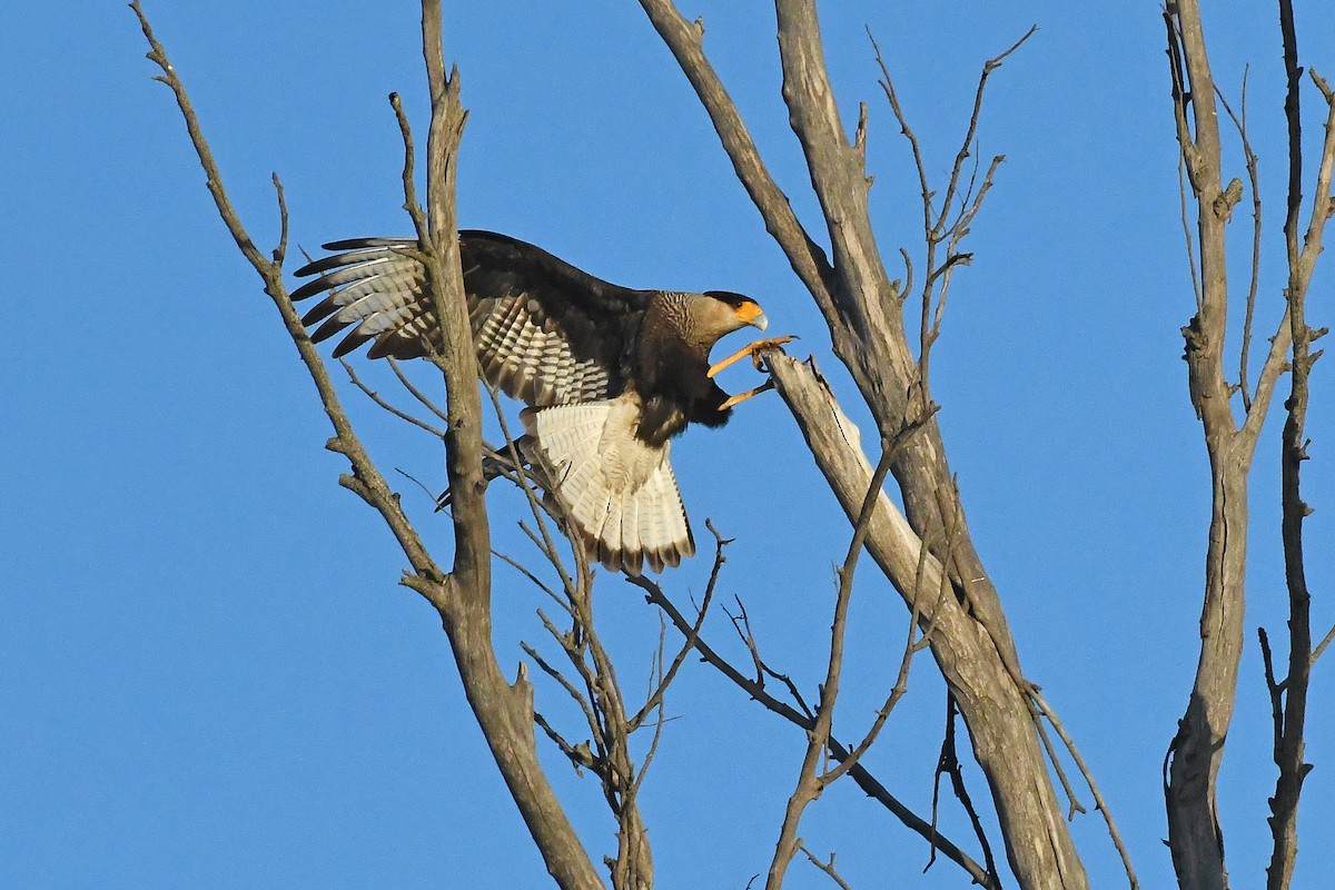 Crested Caracara - ML635372673