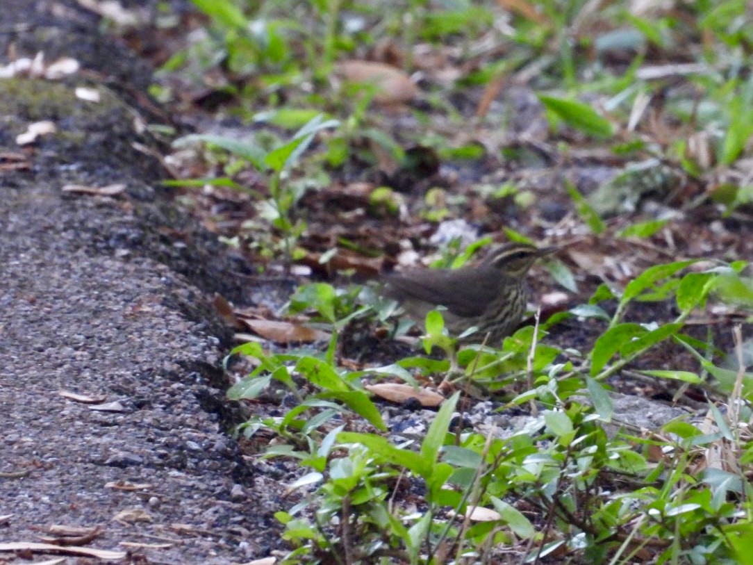 Northern Waterthrush - ML635372676