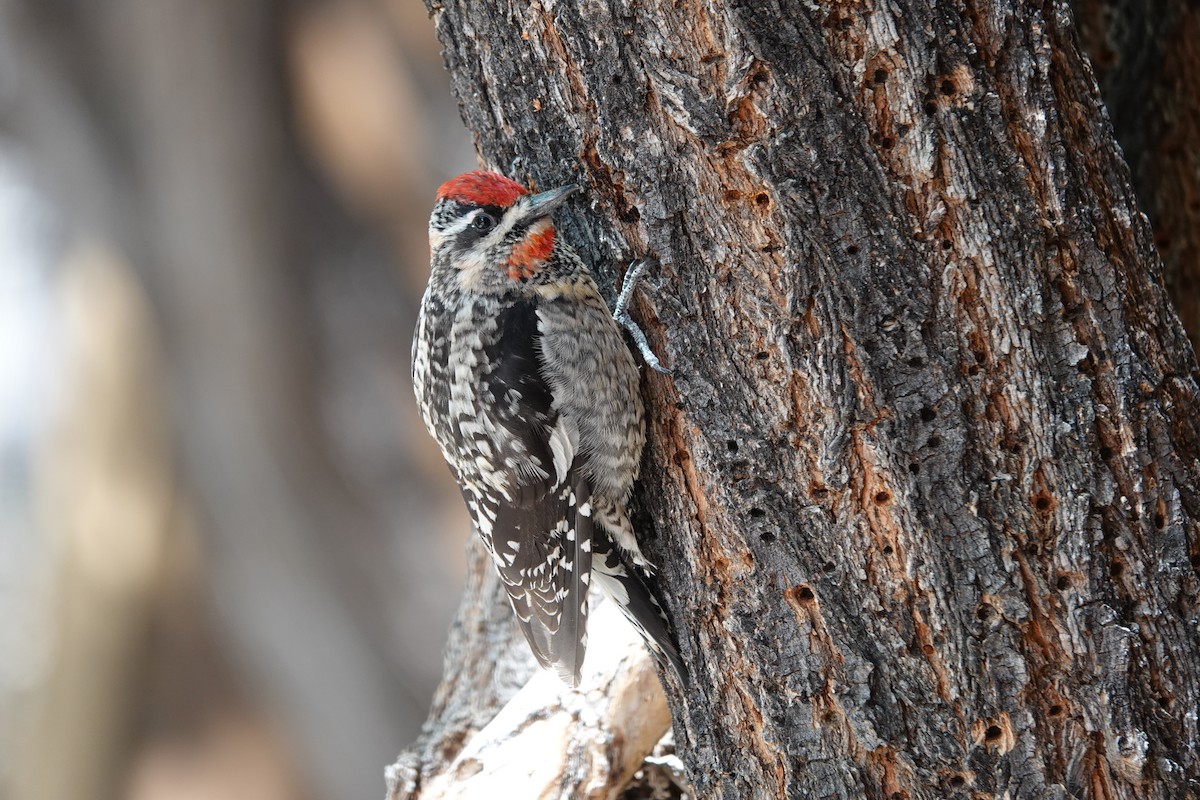 Red-naped Sapsucker - ML635372680