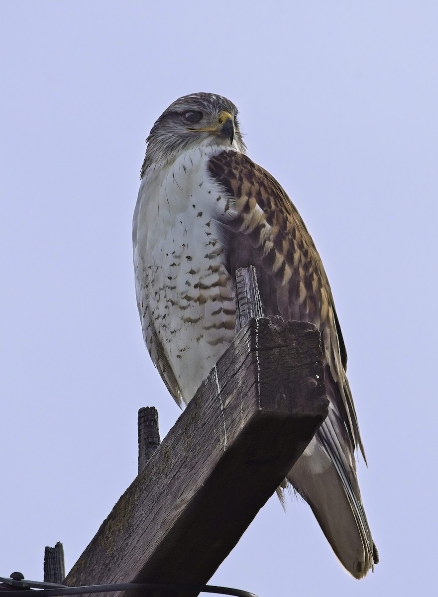 Buse rouilleuse - ML635372696