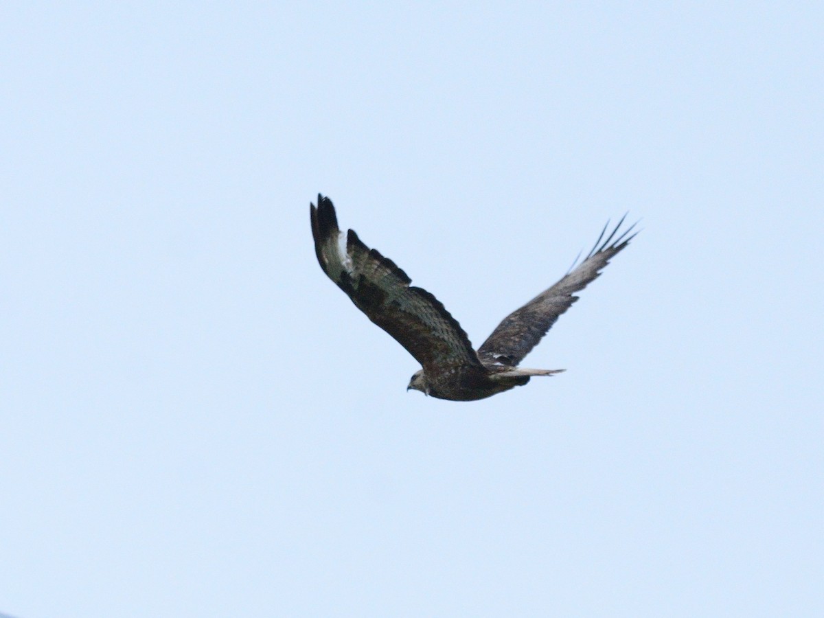 歐亞鵟(vulpinus/menetriesi) - ML635372703