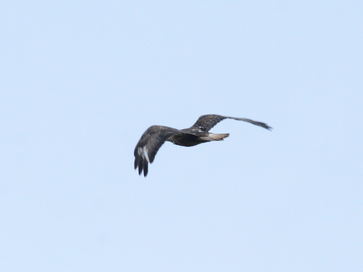 歐亞鵟(vulpinus/menetriesi) - ML635372705