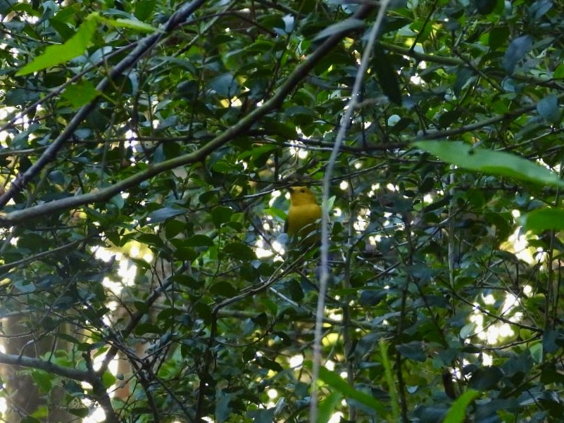 Prothonotary Warbler - ML635372710