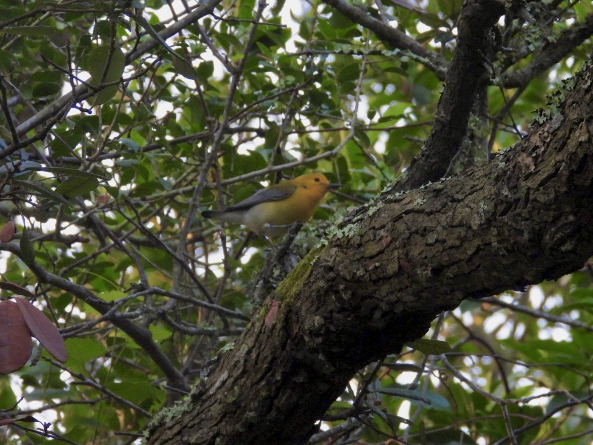 Prothonotary Warbler - ML635372711