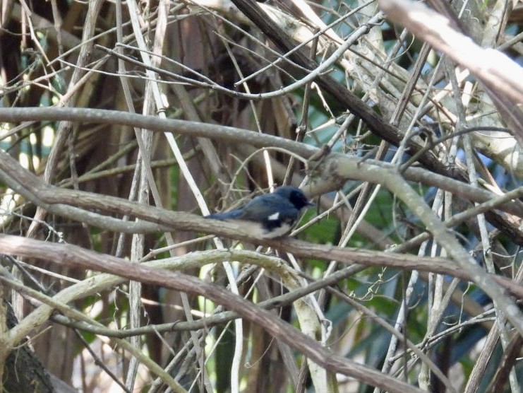 Black-throated Blue Warbler - ML635372725