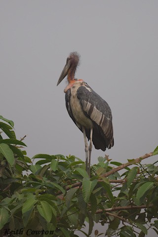 Hargila marabua - ML635372737