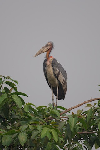 Hargila marabua - ML635372738