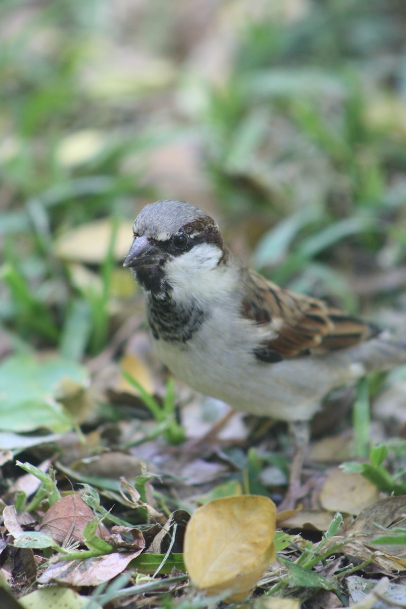 Оронгийн бор шувуу - ML635372776