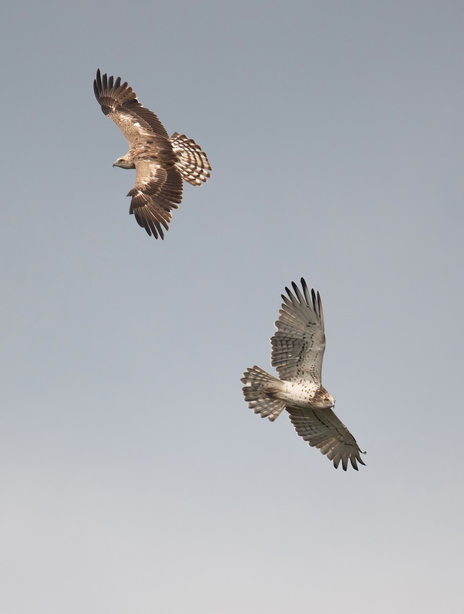 Short-toed Snake-Eagle - ML635372779