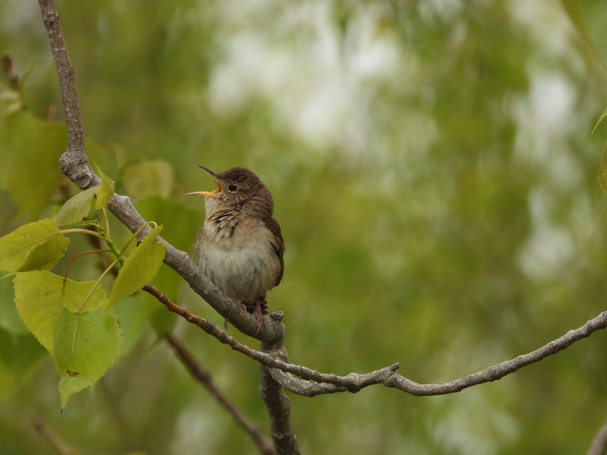 Northern House Wren - ML635372781