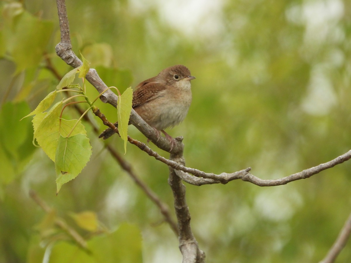 Northern House Wren - ML635372785