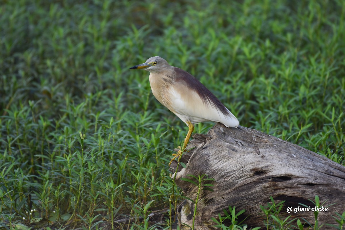 Indian Pond-Heron - ML635372795