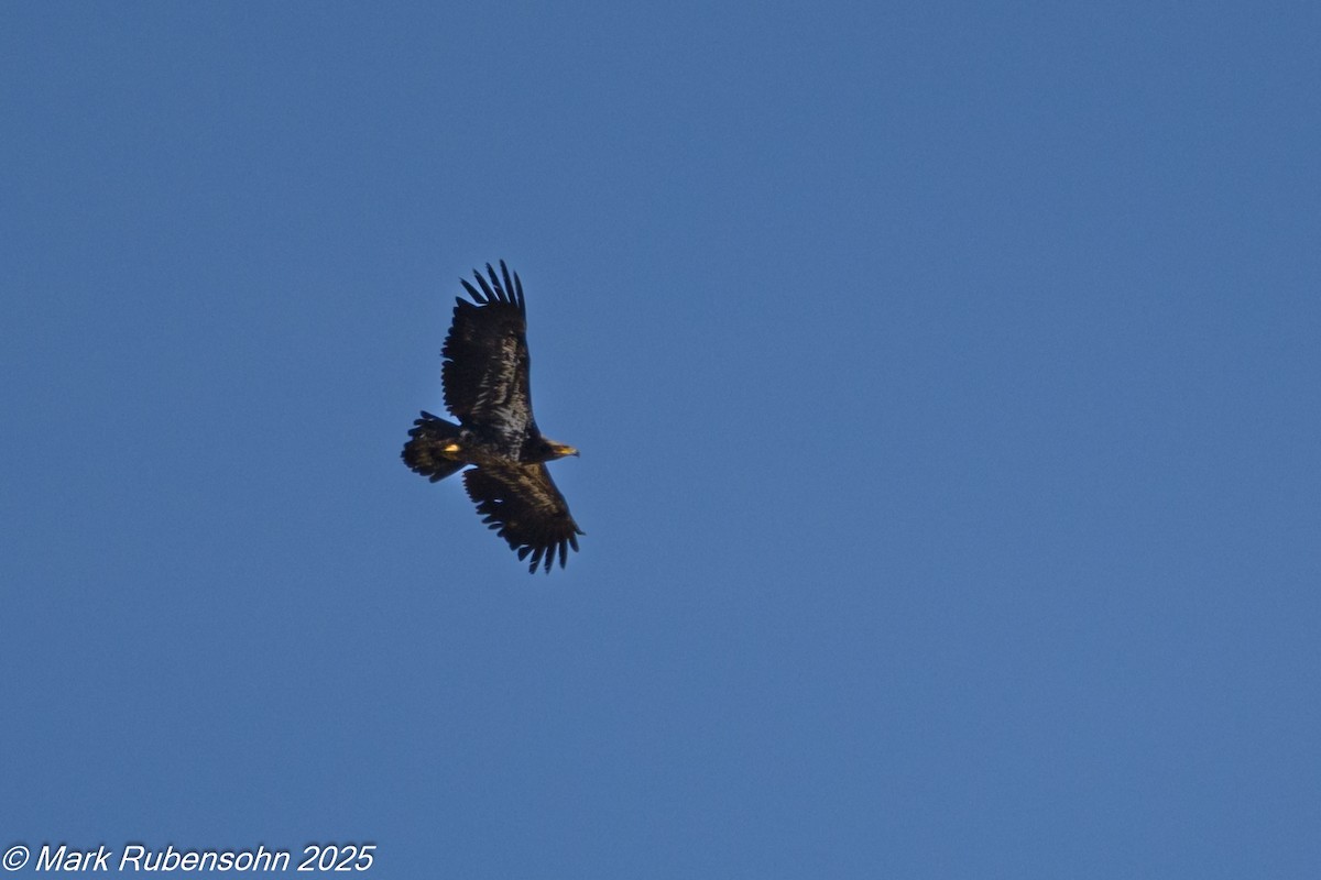 Weißkopf-Seeadler - ML635372801