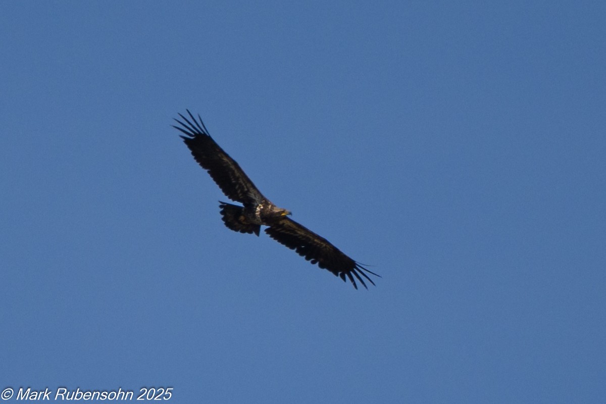 Weißkopf-Seeadler - ML635372802