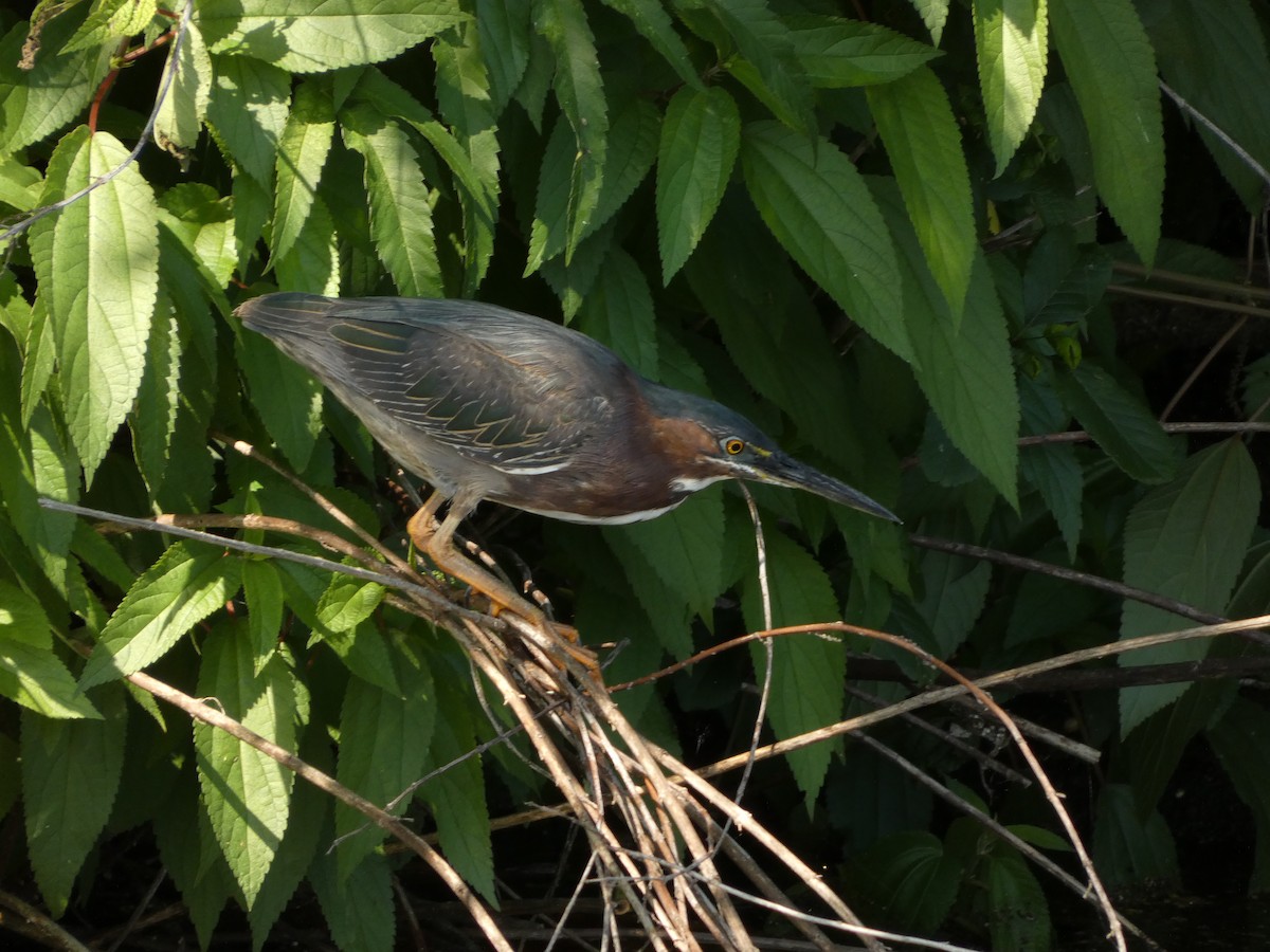 Green Heron - ML635372817