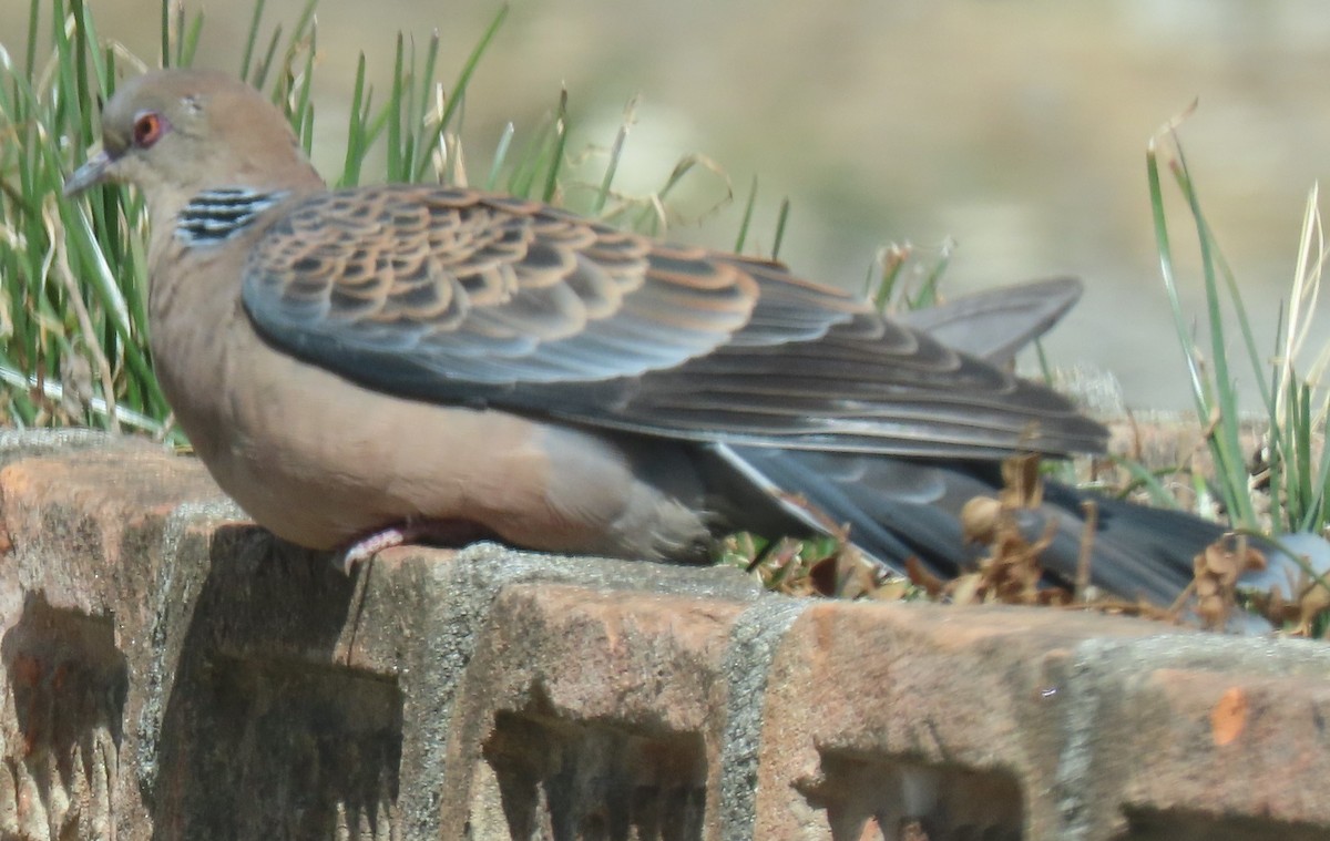 Oriental Turtle-Dove - ML635372820