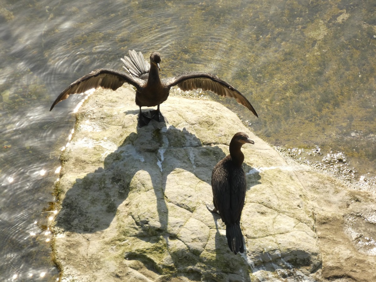 Neotropic Cormorant - ML635372847