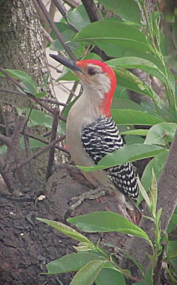 Red-bellied Woodpecker - ML635372848