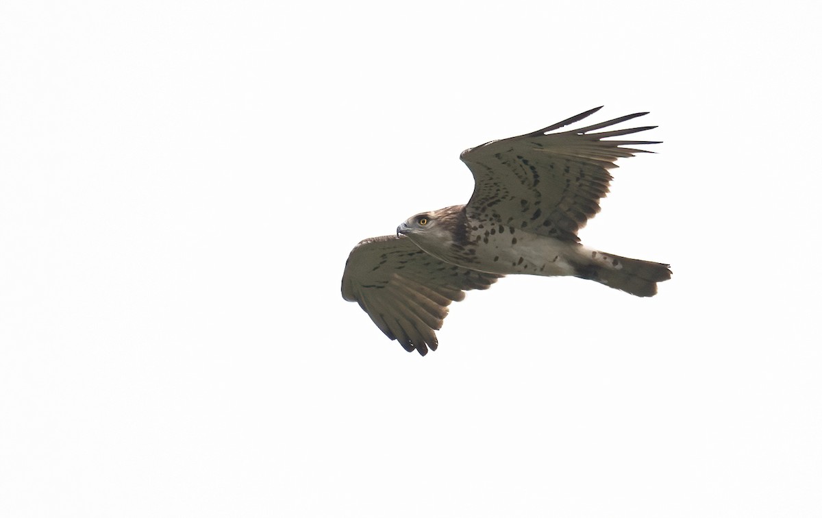Short-toed Snake-Eagle - ML635372849