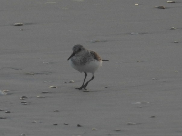 Sanderling - ML635372854