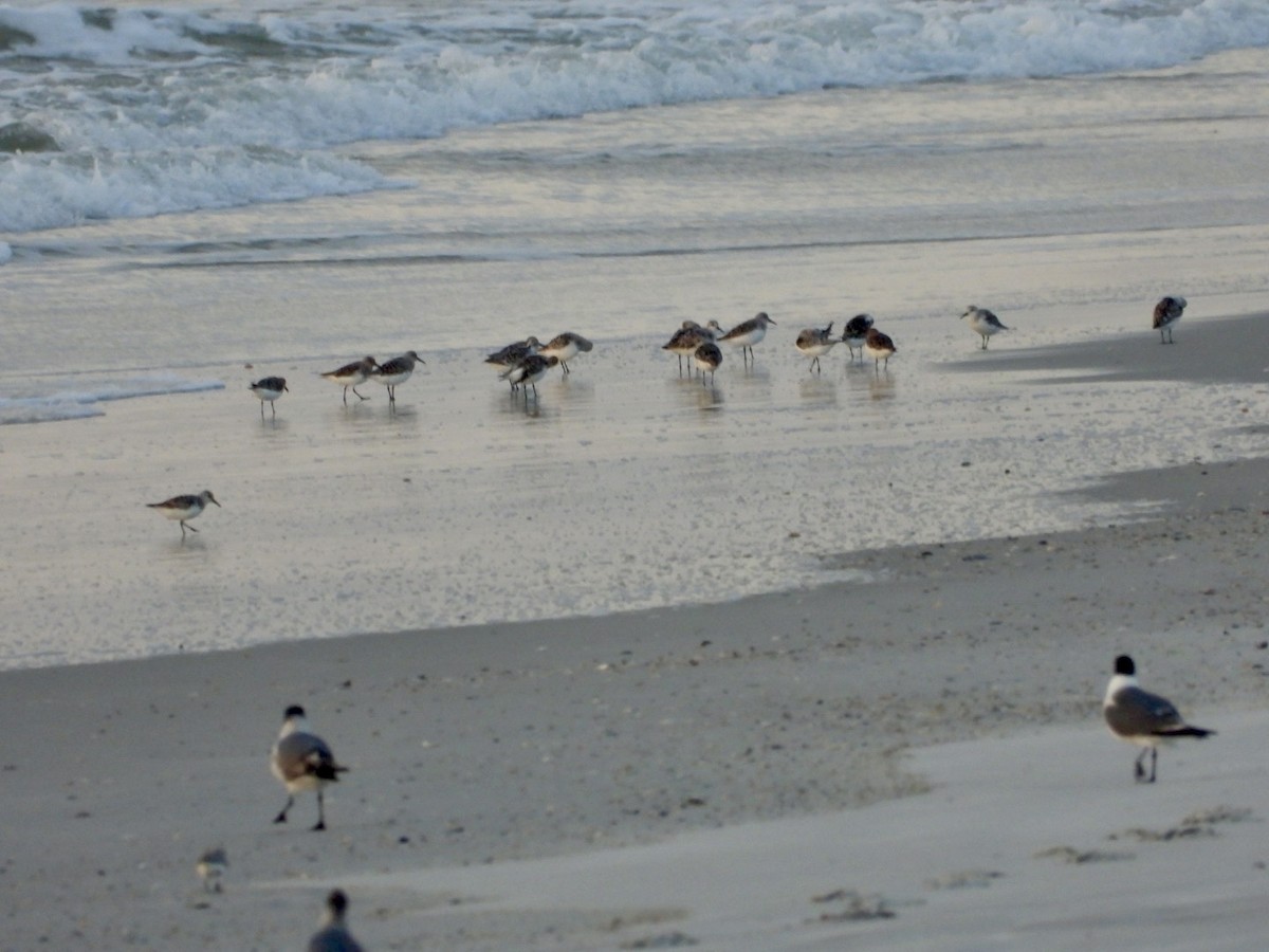 Sanderling - ML635372855