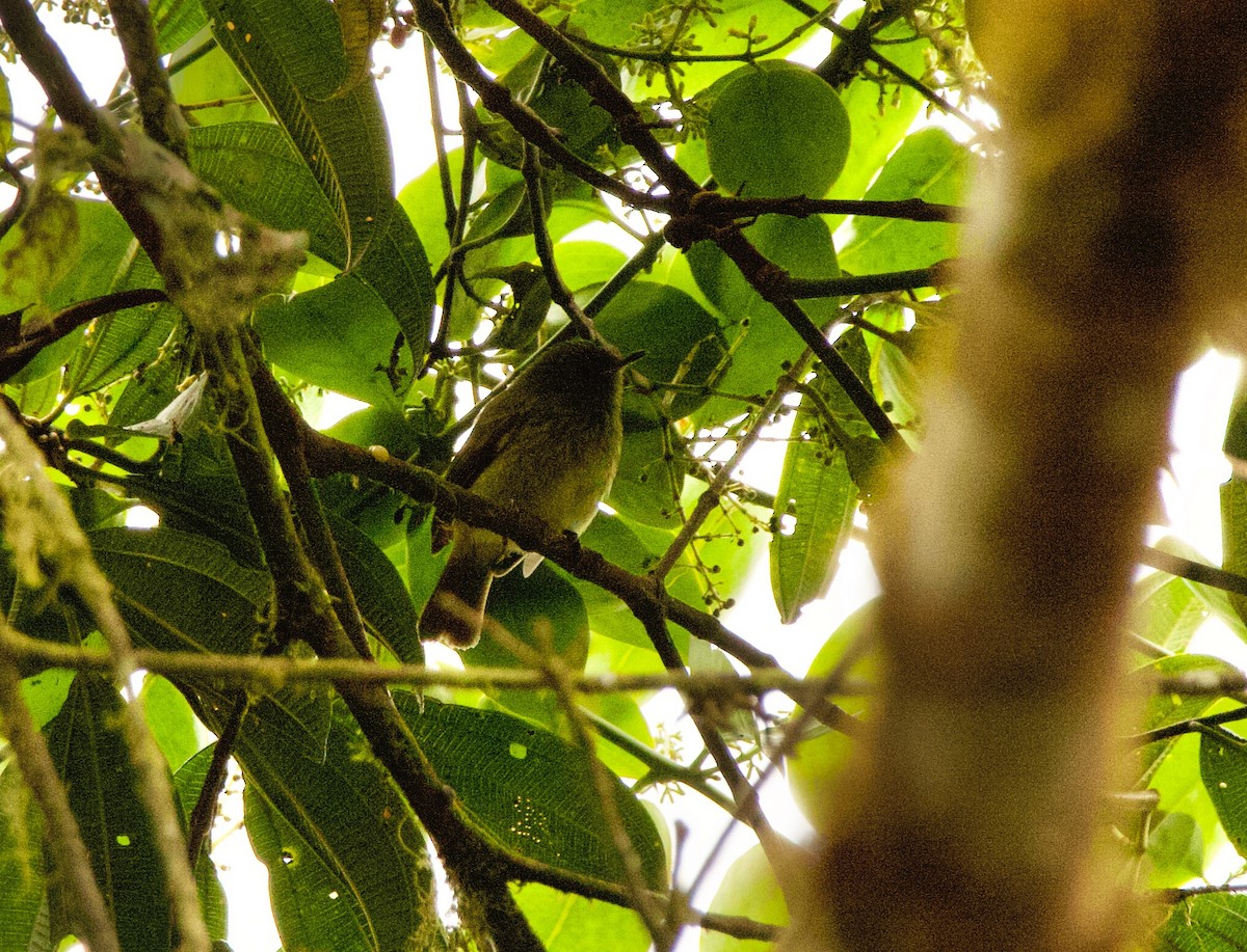 Streak-necked Flycatcher - ML635372874