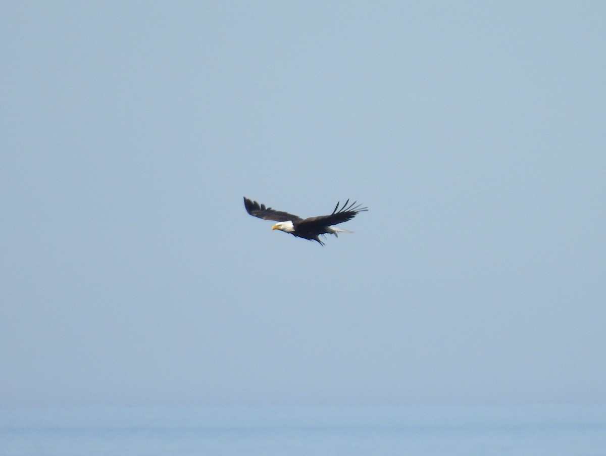 Weißkopf-Seeadler - ML635372884