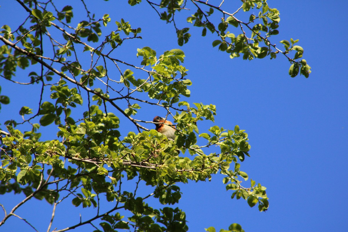 kastanjeparula - ML635372909