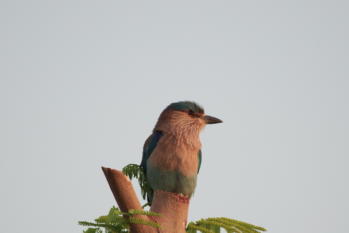 インドブッポウソウ - ML635372913
