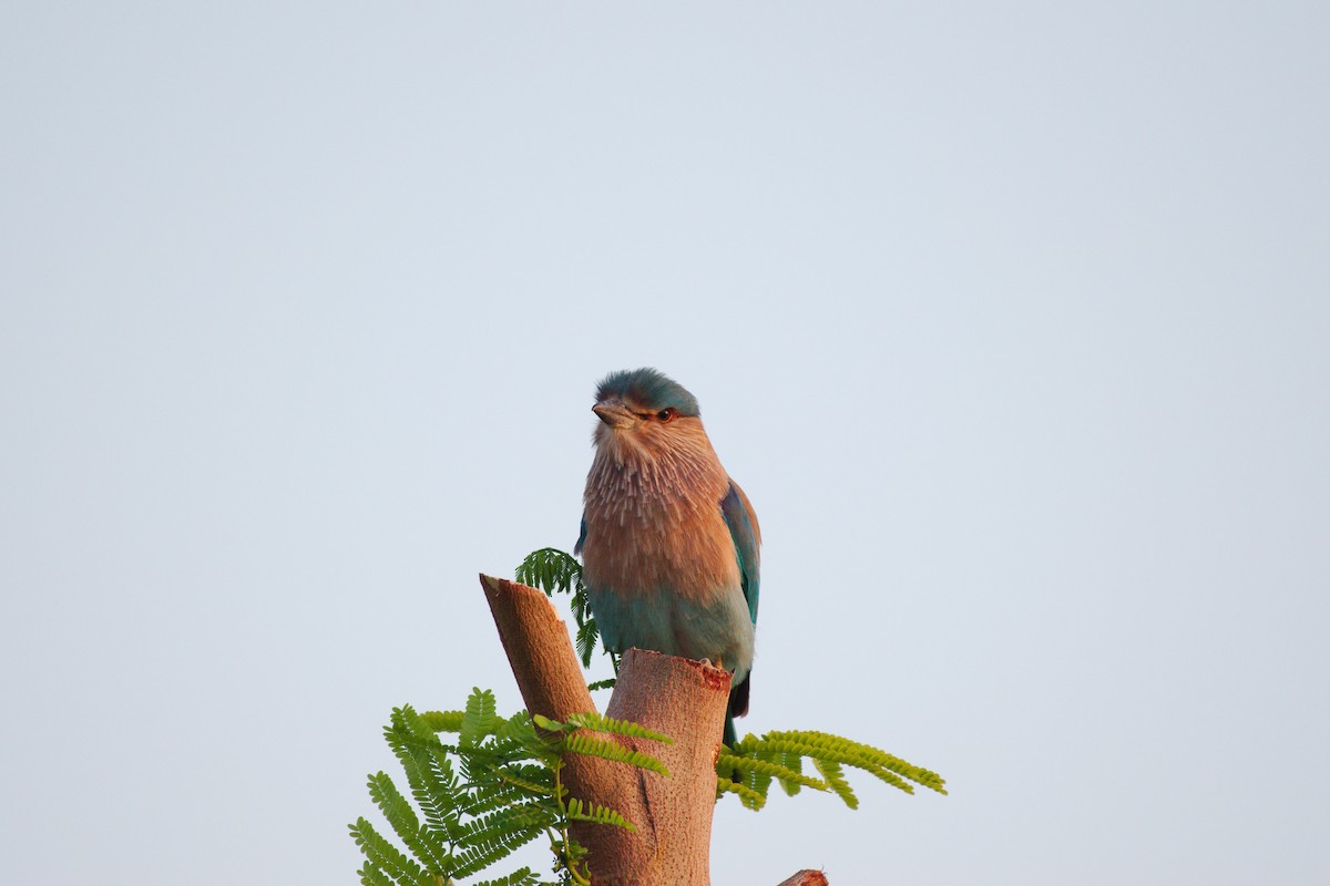 インドブッポウソウ - ML635372914