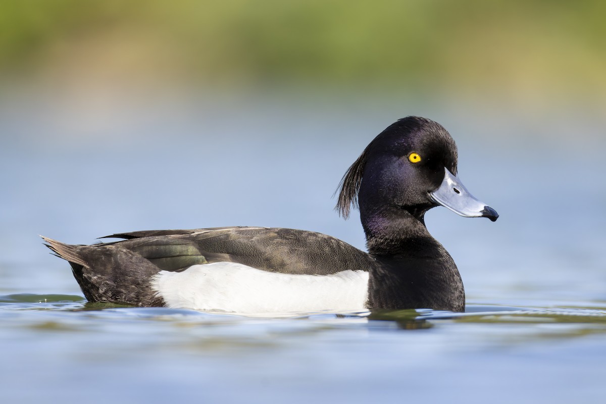 Tufted Duck - ML635372920