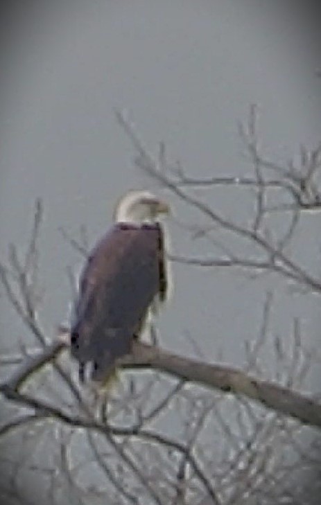Weißkopf-Seeadler - ML635372943