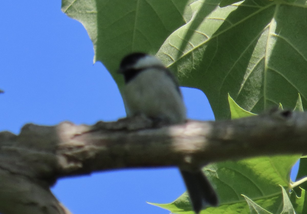 Carolina Chickadee - ML635372957