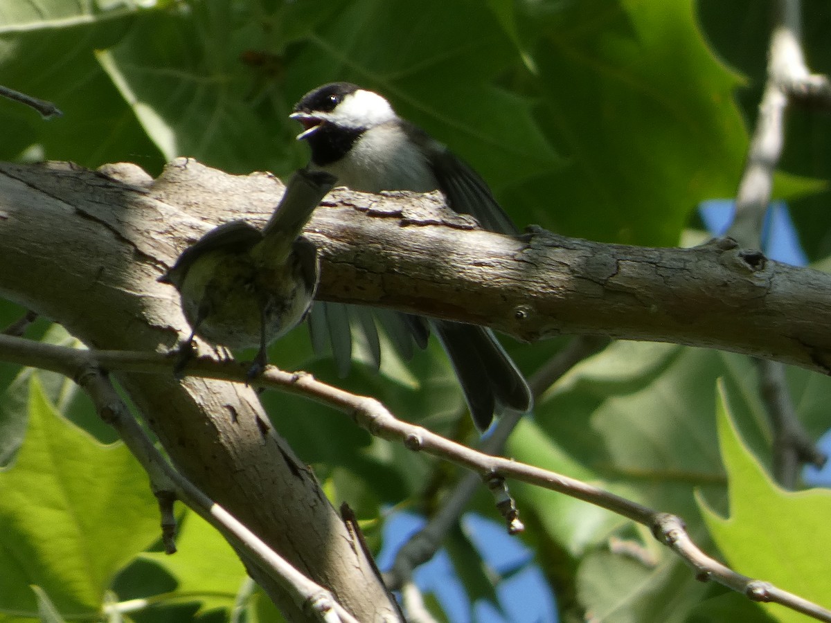 Carolina Chickadee - ML635372958