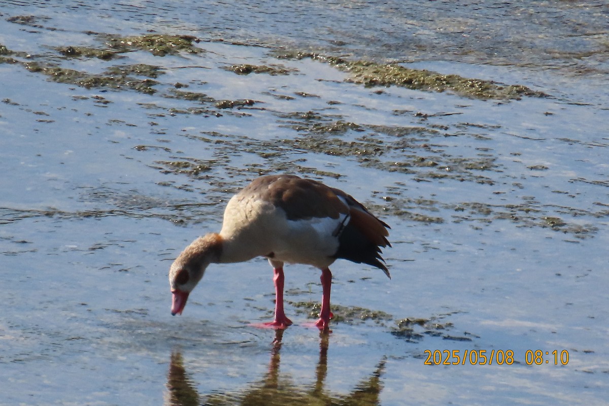 Egyptian Goose - ML635373045