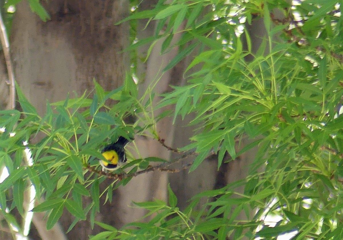 Hermit Warbler - ML635373049