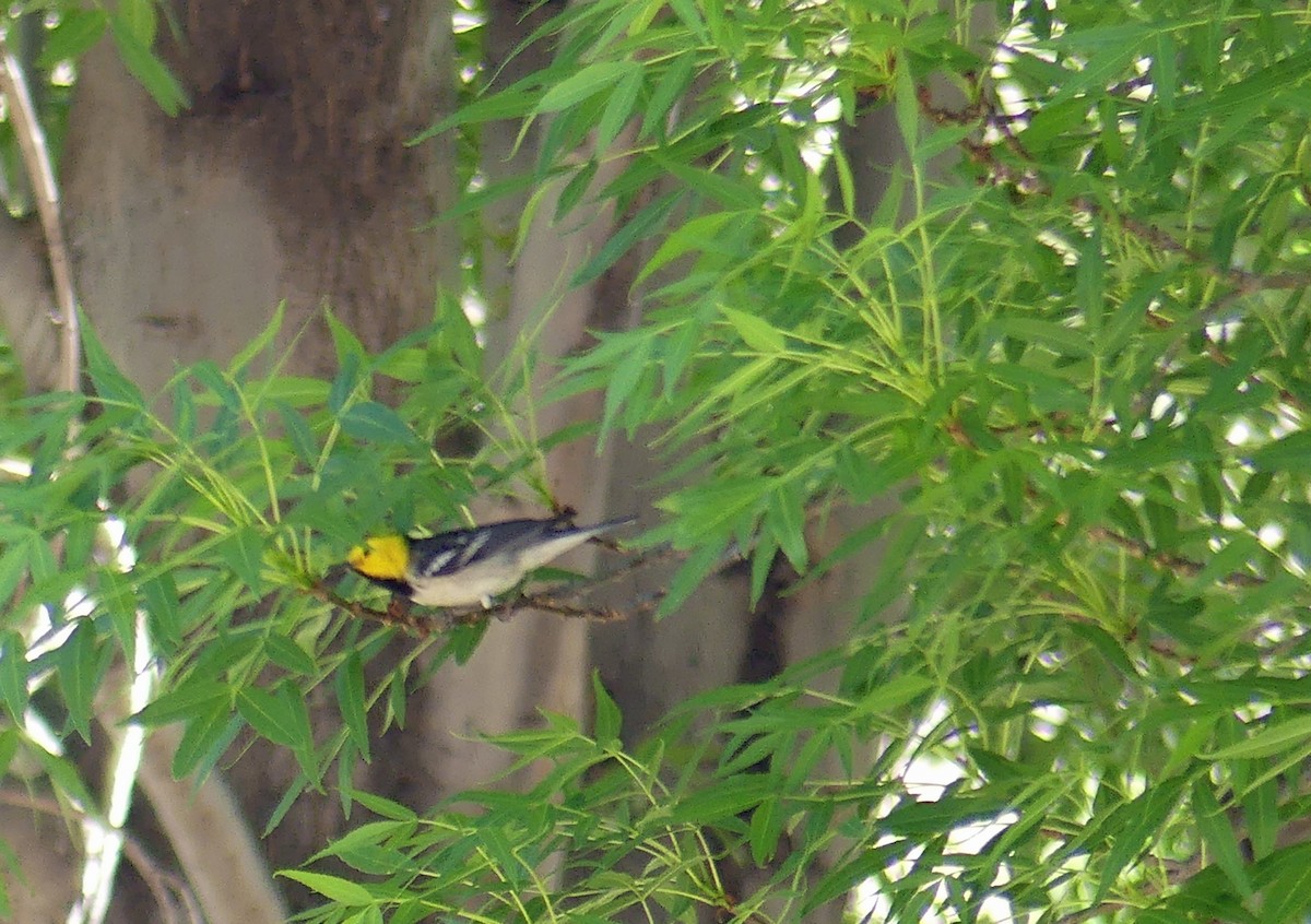 Hermit Warbler - ML635373050