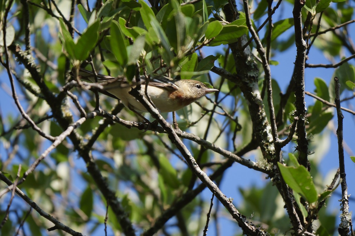 kastanjeparula - ML635373107