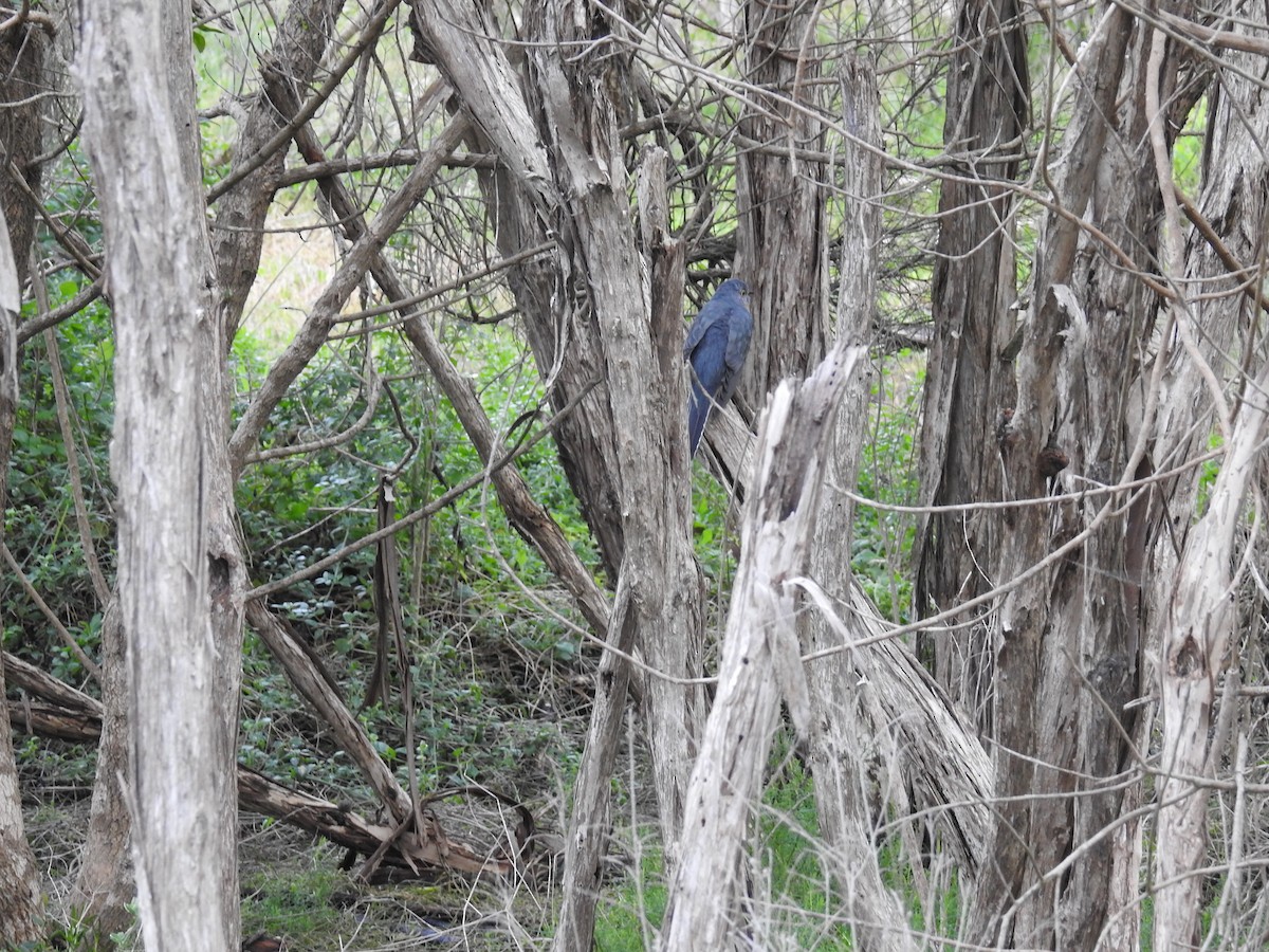 Fan-tailed Cuckoo - ML63537311